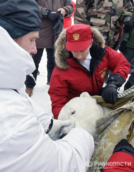 Thủ tướng Putin tham gia nghiên cứu gấu Bắc Cực - 11 Thủ tướng Putin tham gia nghiên cứu gấu Bắc Cực - 11