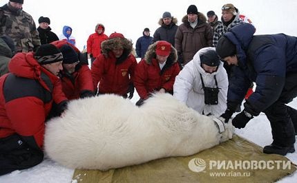 Thủ tướng Putin tham gia nghiên cứu gấu Bắc Cực - 5 Thủ tướng Putin tham gia nghiên cứu gấu Bắc Cực - 5