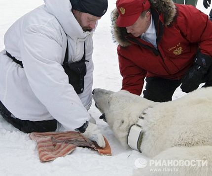 Thủ tướng Putin tham gia nghiên cứu gấu Bắc Cực - 8 Thủ tướng Putin tham gia nghiên cứu gấu Bắc Cực - 8