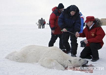 Thủ tướng Putin tham gia nghiên cứu gấu Bắc Cực - 10 Thủ tướng Putin tham gia nghiên cứu gấu Bắc Cực - 10