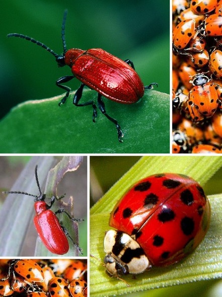 Các loài động vật màu đỏ nổi bật - 1 Các loài động vật màu đỏ nổi bật - 1