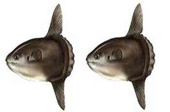 Tặng cá lạ “có một không hai” cho Bảo tàng Thiên nhiên Việt Nam - 3