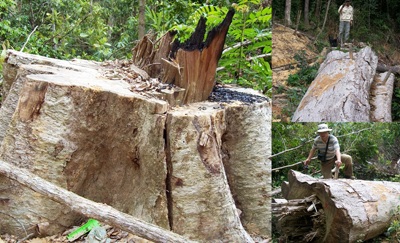 Phá rừng phòng hộ để khai thác vàng - 2 Phá rừng phòng hộ để khai thác vàng - 2