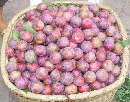 Mận tam hoa Bắc Hà được cả mùa lẫn giá - 3 Mận tam hoa Bắc Hà được cả mùa lẫn giá - 3