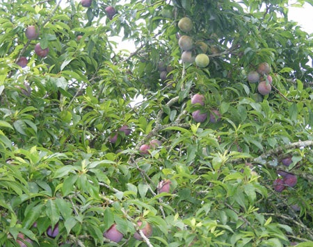 Mận tam hoa Bắc Hà được cả mùa lẫn giá - 1 Mận tam hoa Bắc Hà được cả mùa lẫn giá - 1
