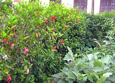 Hàng Dâm bụt đã qua - 2