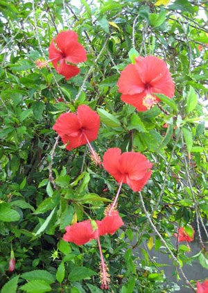 Hàng Dâm bụt đã qua - 4