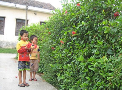 Hàng Dâm bụt đã qua - 5