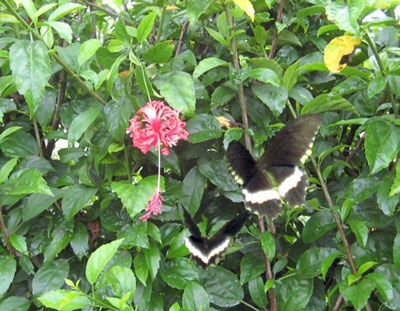 Hàng Dâm bụt đã qua - 7