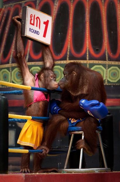 Đười ươi chơi boxing ở Thái Lan - 2 Đười ươi chơi boxing ở Thái Lan - 2