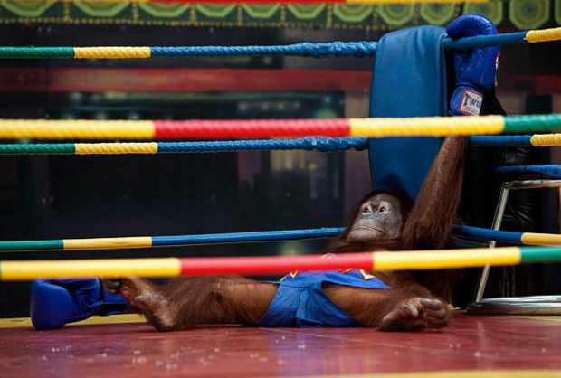 Đười ươi chơi boxing ở Thái Lan - 3 Đười ươi chơi boxing ở Thái Lan - 3