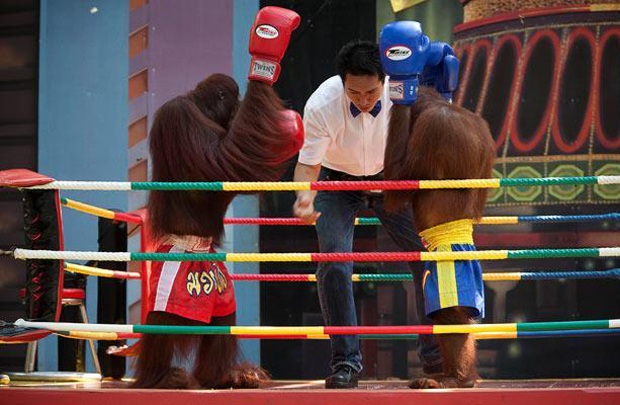 Đười ươi chơi boxing ở Thái Lan - 4 Đười ươi chơi boxing ở Thái Lan - 4