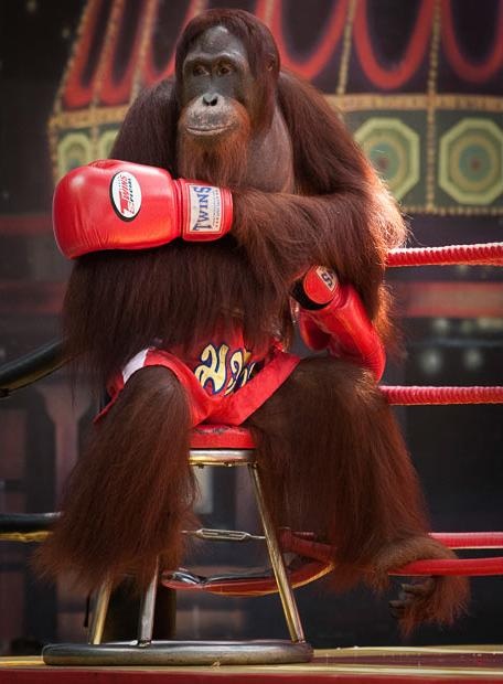 Đười ươi chơi boxing ở Thái Lan - 6 Đười ươi chơi boxing ở Thái Lan - 6