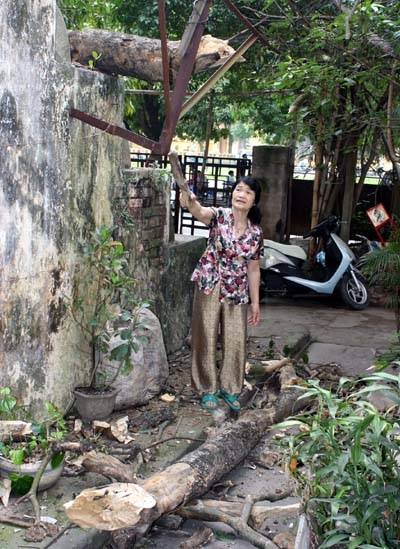 “Lo ngay ngáy” vì cổ thụ chết khô - 2 “Lo ngay ngáy” vì cổ thụ chết khô - 2