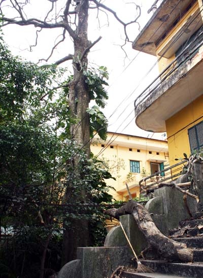 “Lo ngay ngáy” vì cổ thụ chết khô - 1 “Lo ngay ngáy” vì cổ thụ chết khô - 1