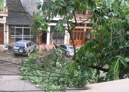 Gió lốc “đốn gục” nhiều biển quảng cáo và cây xanh - 2 Gió lốc “đốn gục” nhiều biển quảng cáo và cây xanh - 2