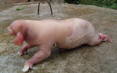 Nghệ An: Xôn xao lợn đẻ ra...“voi”  - 1