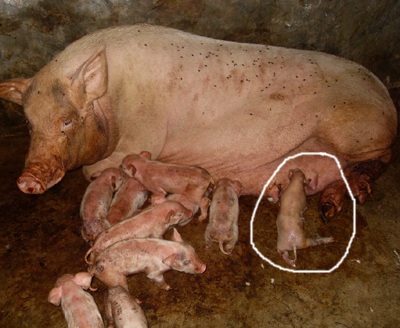 Nghệ An: Xôn xao lợn đẻ ra...“voi”  - 2