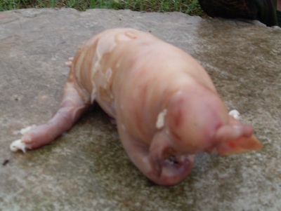 Nghệ An: Xôn xao lợn đẻ ra...“voi”  - 3