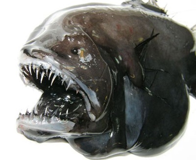 Phát hiện những loài cá kỳ lạ tại quần đảo Greenland - 1