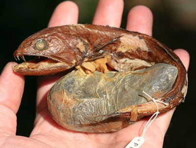 Phát hiện những loài cá kỳ lạ tại quần đảo Greenland - 2