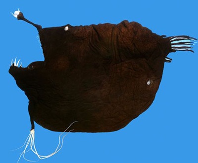 Phát hiện những loài cá kỳ lạ tại quần đảo Greenland - 4