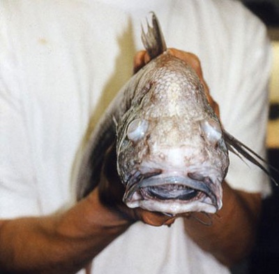 Phát hiện những loài cá kỳ lạ tại quần đảo Greenland - 5