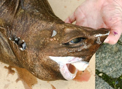 Phát hiện những loài cá kỳ lạ tại quần đảo Greenland - 6