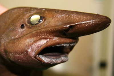 Phát hiện những loài cá kỳ lạ tại quần đảo Greenland - 8