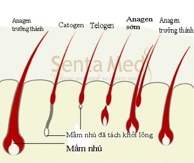 Ra mắt Siêu triệt lông Deplitation S5 - 1 Ra mắt Siêu triệt lông Deplitation S5 - 1