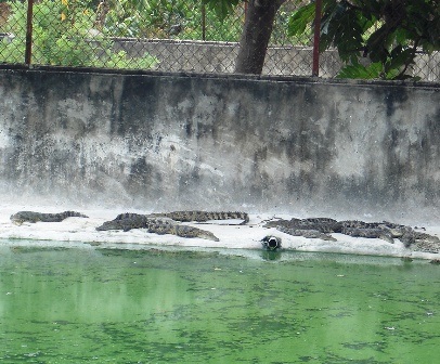 Rộ tin đồn hơn 300 con cá sấu bị mất được rao bán ở Đồng Nai  - 1