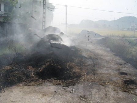 Vô tư biến quốc lộ thành sân phơi lúa - 8