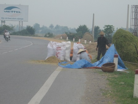 Vô tư biến quốc lộ thành sân phơi lúa - 1