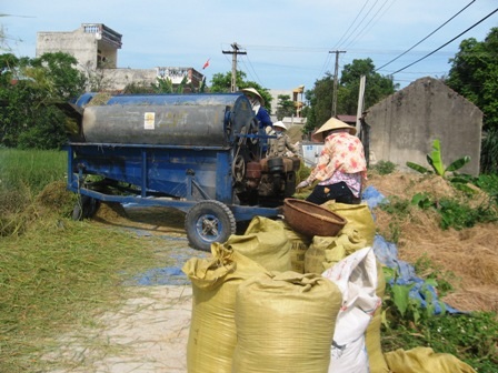 Vô tư biến quốc lộ thành sân phơi lúa - 5