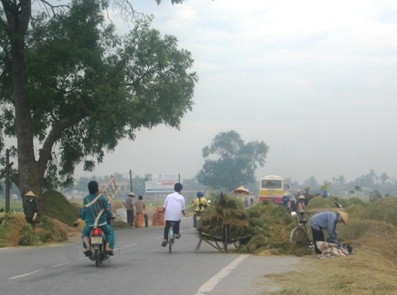 Vô tư biến quốc lộ thành sân phơi lúa - 4
