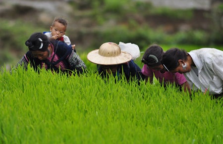 Ngắm Sapa trong vụ cấy mới - 6 Ngắm Sapa trong vụ cấy mới - 6