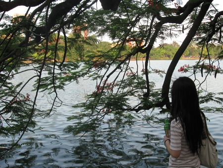 Phượng hồng tháng 5 - 1