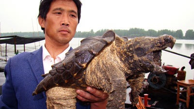 Rùa lạ xuất hiện tại Trung Quốc - 2