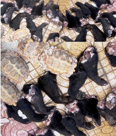 Bắt xe biển Lào chở chân gấu và rùa quý hiếm - 1