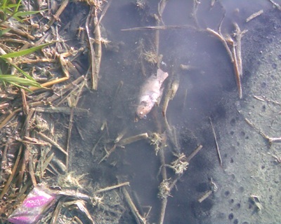 Doanh nghiệp xả thải bừa bãi, cả xã khốn đốn - 2