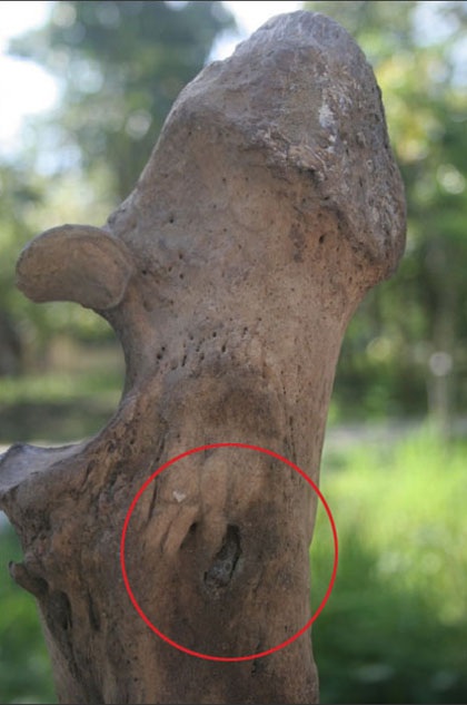 Trong xác tê giác tại vườn quốc gia Cát Tiên có... đạn - 1 Trong xác tê giác tại vườn quốc gia Cát Tiên có... đạn - 1