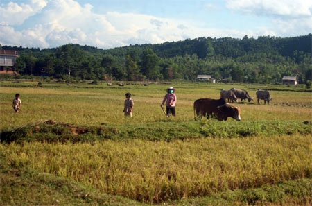 Huyện nghèo gặp khó vì mất mùa, hạn hán - 3