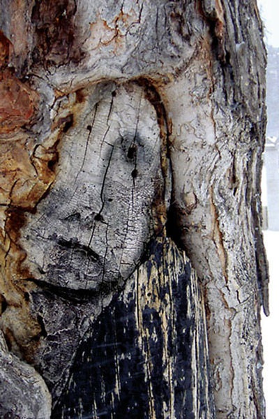 Face-tree-1.jpg