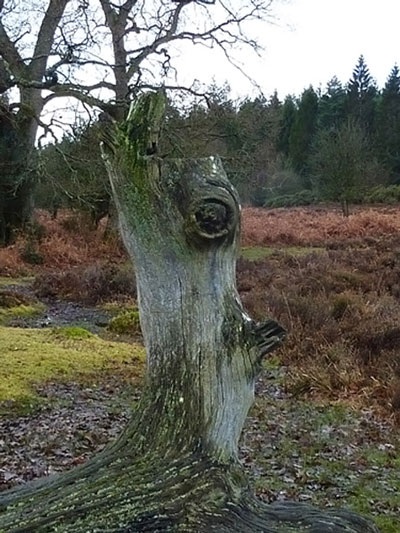 Face-tree-5.jpg