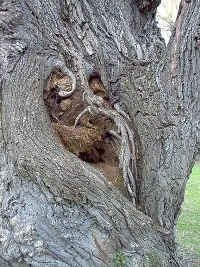 Face-tree-6.jpg