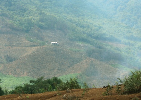 Ngang nhiên “xẻ thịt” rừng thông hơn 50 năm tuổi - 1 Ngang nhiên “xẻ thịt” rừng thông hơn 50 năm tuổi - 1