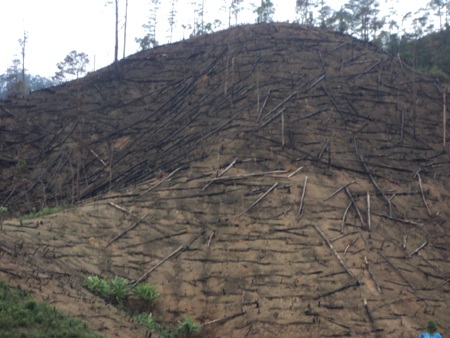 Ngang nhiên “xẻ thịt” rừng thông hơn 50 năm tuổi - 2 Ngang nhiên “xẻ thịt” rừng thông hơn 50 năm tuổi - 2