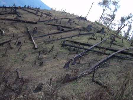 Ngang nhiên “xẻ thịt” rừng thông hơn 50 năm tuổi - 3 Ngang nhiên “xẻ thịt” rừng thông hơn 50 năm tuổi - 3