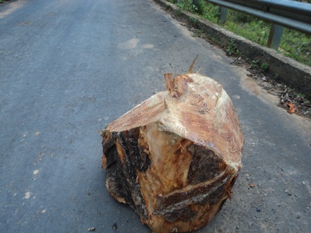 Ngang nhiên “xẻ thịt” rừng thông hơn 50 năm tuổi - 4 Ngang nhiên “xẻ thịt” rừng thông hơn 50 năm tuổi - 4