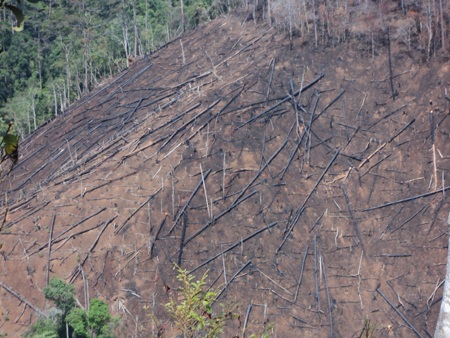 Ngang nhiên “xẻ thịt” rừng thông hơn 50 năm tuổi - 5 Ngang nhiên “xẻ thịt” rừng thông hơn 50 năm tuổi - 5